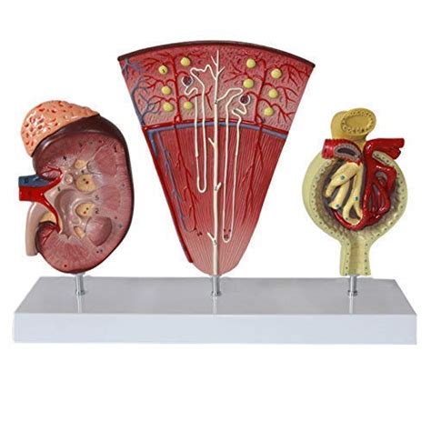 Teaching Model Anatomy Models Human Kidney With Adrenal Gland Model ...