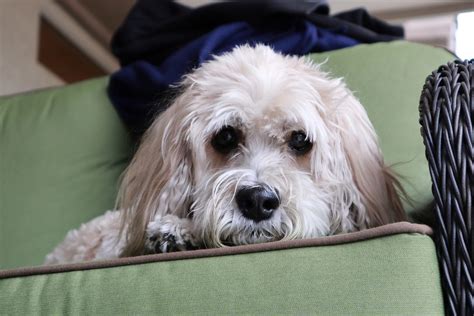 Cockapoo Biting 的图像结果