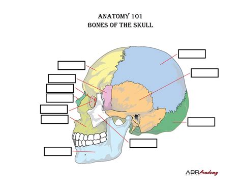 Labeling the Bones of the Skull Quiz - Worksheets Library