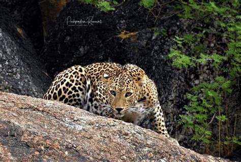 Best Leopard Safari & Hotel in Bera and Jawai - Varawal Leopard