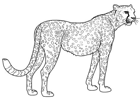 A simple, realistic cheetah - Cheetahs Coloring Pages