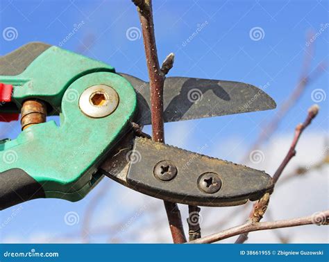 Image result for Apple Tree Pruning