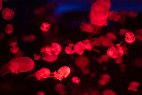 Red Jellyfish Wallpapers - Top Free Red Jellyfish Backgrounds ...
