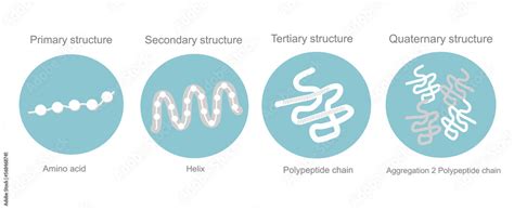 Image result for Protein Structure Types