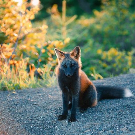 Renard de feu, l'un des animaux les plus rares de la planète | Pet fox ...