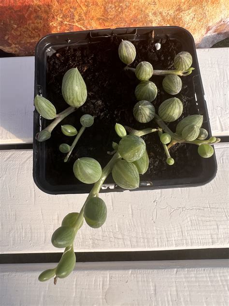 Senecio Herreianus ‘String of watermelons’ 🍉😋 - Suculentitis.com