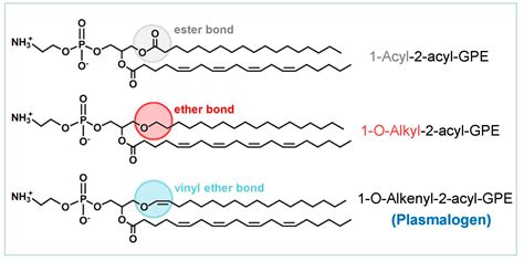 Plasmalogens in Innate Immune Cells: From Arachidonate Signaling to ...