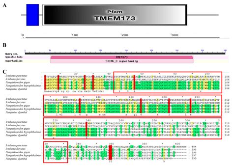 Characteristic Analysis of Ictalurus punctatus STING and Screening ...