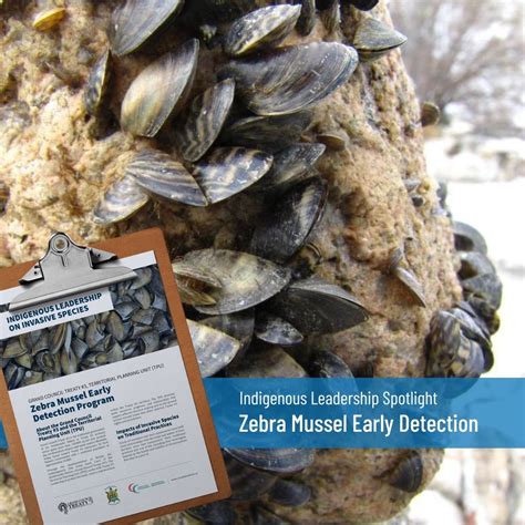 Zebra mussels, highly invasive aquatic species, threaten the delicate balance of ecosystems in ...