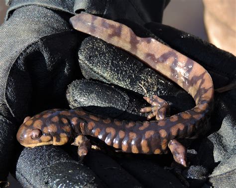 Eastern Tiger Salamander Larvae