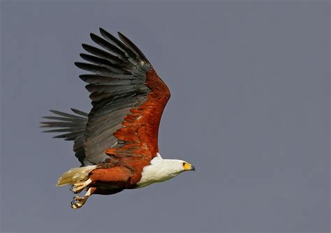Fish Eagle Hunting 2 Free Photo Download | FreeImages