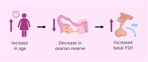 Image result for Ovary Function Test