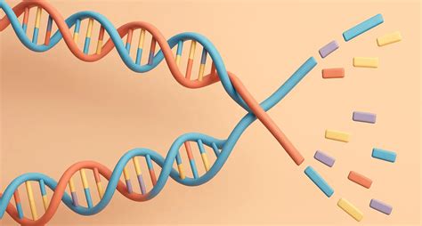 Semi Conservative DNA Replication Model Project 的图像结果