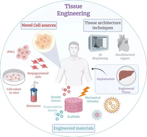 What Is Tissue Engineering 的图像结果