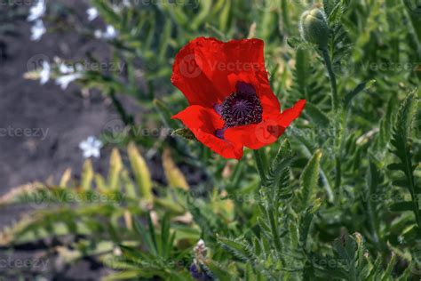 The opium poppy flower, in Latin papaver somniferum, is a red flowering ...