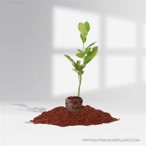 Tissue Culture lemon Plant – Santhi Online Plants