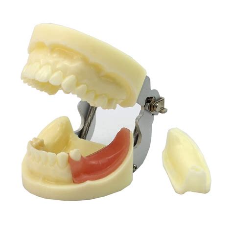 Buy BBYT Dental Im Teeth Model Replaceable Study Teach Standard Model ...