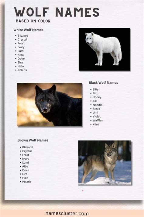 200+ Best Unique and Popular Wolf Names
