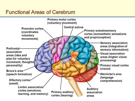Bildergebnis für brain regions and functions