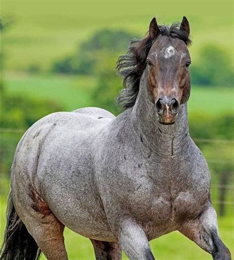 What Color Is A Bay Roan Horse at Archer Ruth blog