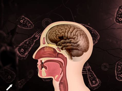 Kerala Brain-Eating Amoeba Symptoms Explained | Naegleria Fowleri