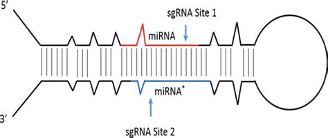 Primary microRNA Transcript 的图像结果