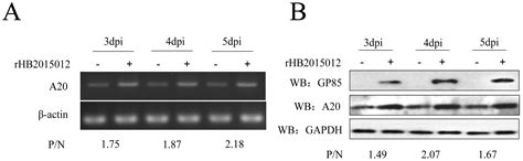 A20 Enhances the Expression of the Proto-Oncogene C-Myc by ...