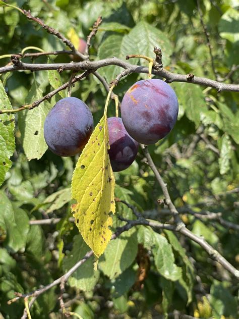 Download Damson Plums Near Yellow Leaf Wallpaper | Wallpapers.com