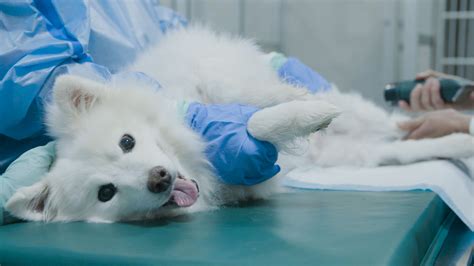 Can Dogs Give Humans Hpv