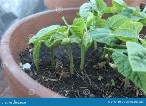 Green Bean Plants Just Sprouted in a Clay Pot Stock Photo - Image of ...