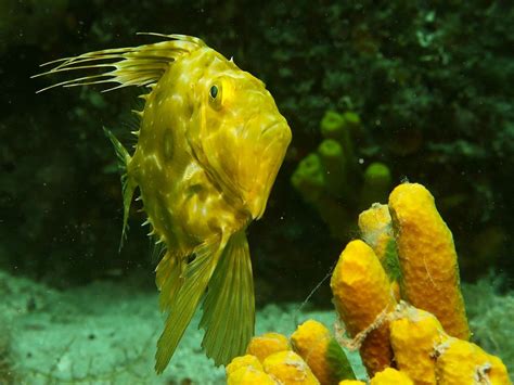 DIVING CRES - All You Need to Know BEFORE You Go 2026 (with Photos ...