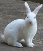 Image result for Cute Bunny Rabbit Breeds