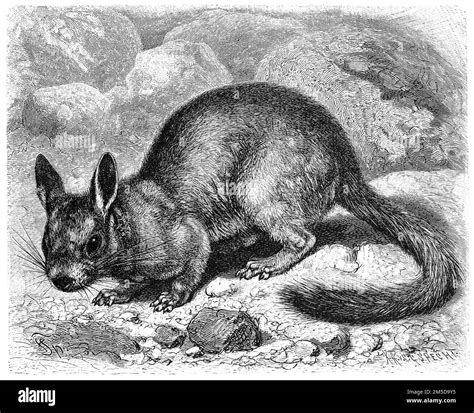Hasenmäuse oder Bergviscachas, Lagidium sind eine Nagetiergattung aus der Familie der ...