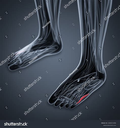 509 imágenes de Minimi digiti brevis flexor - Imágenes, fotos y vectores de stock | Shutterstock