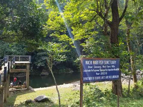 Many fish in the river: Community-led projects in Meghalaya are helping ...