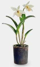 Arya Orchids - Orchids Farm & Nursery in Kerala with Cultivation. We ...