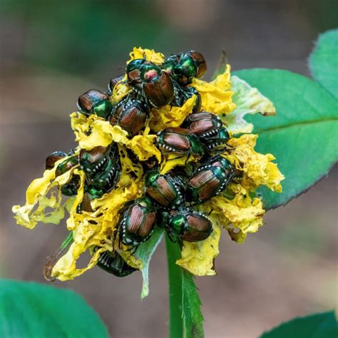 Homemade Japanese Beetle Spray – The Way To Stop Beetles!