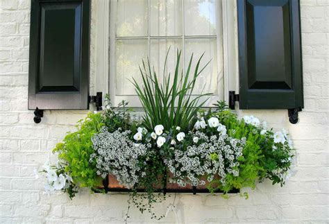 Plant A Window Box