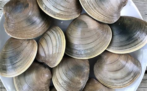 The 8 Types of Clams Found on the East Coast and Where to Find Them - A ...