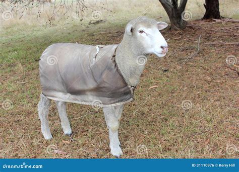 Australian Merino Wool Sheep Farm Located Outside Of Griffith, In New ...