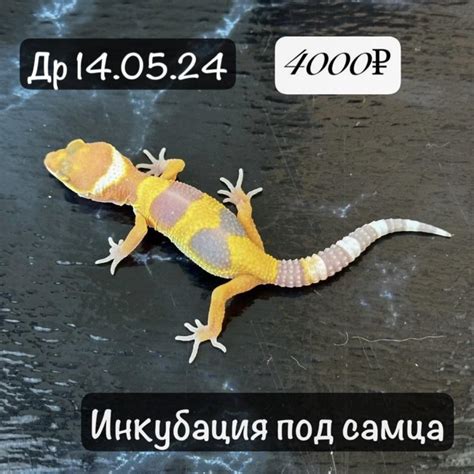 Ручные ящерицы пятнистые эублефары разных окрасов – купить в Москве ...