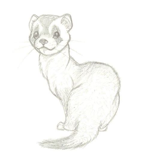 Ferret sketch | Animal drawings sketches, Animal drawings, Cute animal ...
