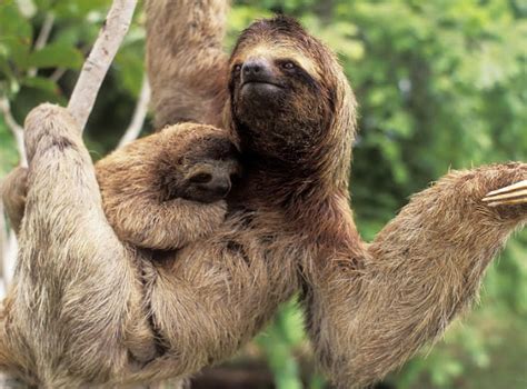 Image result for 2 Toed Sloth