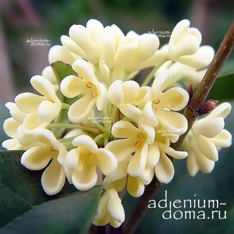 Osmanthus FRAGRANS (Османтус): купить 2 семени c доставкой почтой 🌸 ...