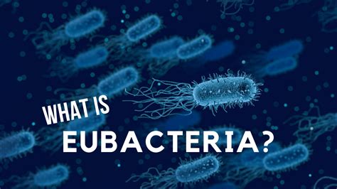 Examples Of Eubacteria