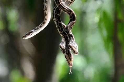 After Kerala, Andhra Pradesh Plagued By Snake Bites, Conducts ‘Sarpa ...