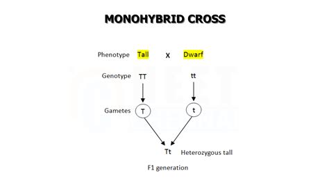 Mendel's Monohybrid Cross with Example (NEET Biology) - Neet Chennai