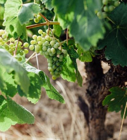 Codorníu | Bodega Codorníu (ID:111) | D.O. Cava