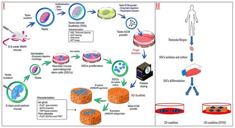 Recent Progress of In Vitro 3D Culture of Male Germ Stem Cells