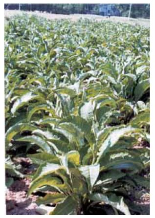 Inula racemosa | Vikaspedia - English - Agriculture